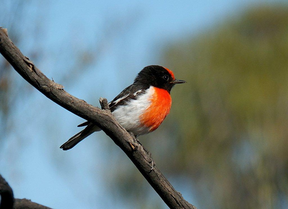 3b Red-capped Robin