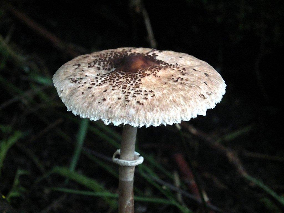 7Parasol Mushroom