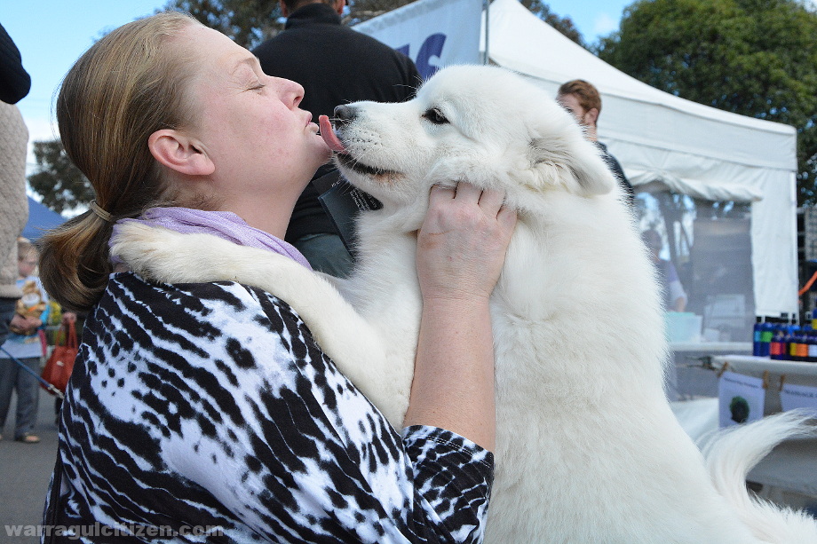 Louisa Abramich with Madeline the three year old samoyed web warragul baw baw citizen by william pj kulich b